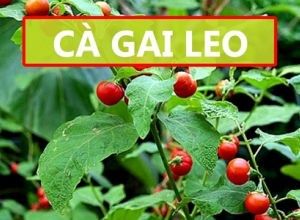 Cà gai leo có chữa được gan nhiễm mỡ không - Lời giải đáp từ chuyên gia
